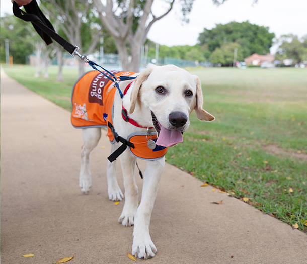 Yellow labrador Guide Dog working in harness looking at the camera.